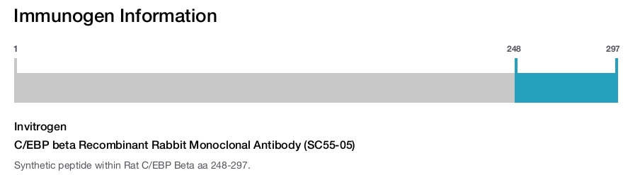 C/EBP beta Recombinant Rabbit Monoclonal Antibody (SC55-05)
