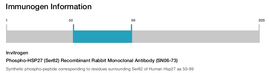 Phospho-HSP27 (Ser82) Recombinant Rabbit Monoclonal Antibody (SN06-73)