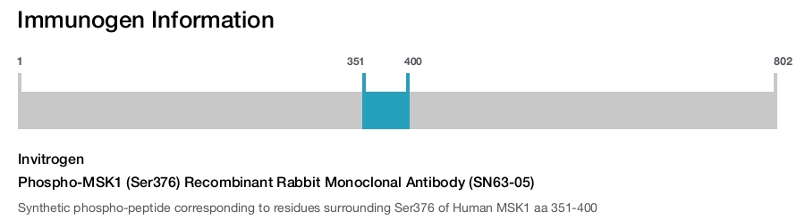 Phospho-MSK1 (Ser376) Recombinant Rabbit Monoclonal Antibody (SN63-05)