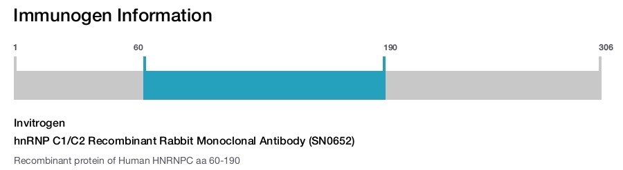 hnRNP C1/C2 Recombinant Rabbit Monoclonal Antibody (SN0652)