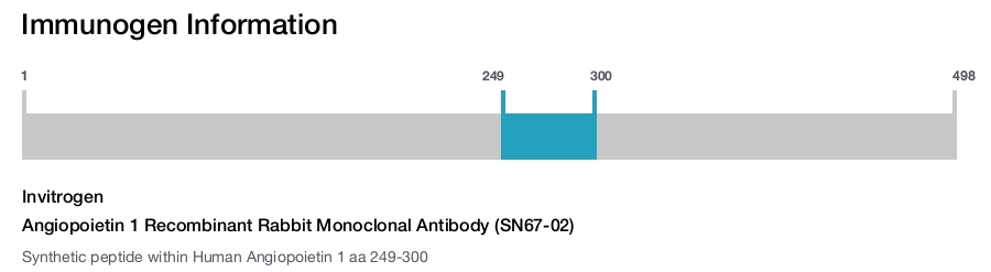 Angiopoietin 1 Recombinant Rabbit Monoclonal Antibody (SN67-02)