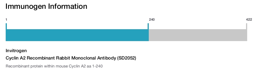 Cyclin A2 Recombinant Rabbit Monoclonal Antibody (SD2052)