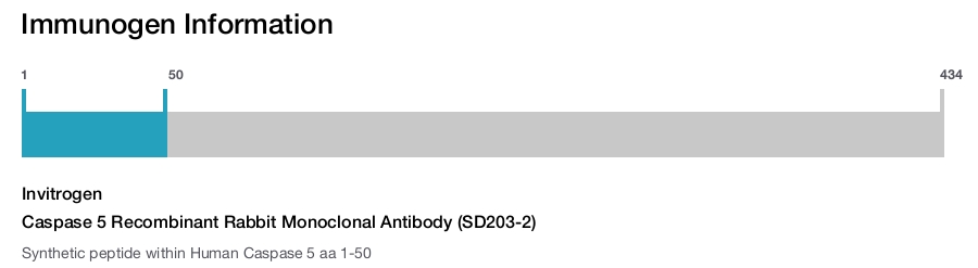 Caspase 5 Recombinant Rabbit Monoclonal Antibody (SD203-2)