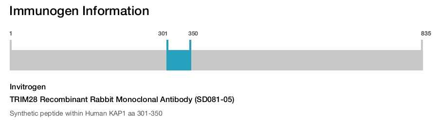 TRIM28 Recombinant Rabbit Monoclonal Antibody (SD081-05)