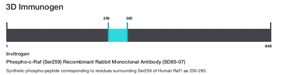 Phospho-c-Raf (Ser259) Recombinant Rabbit Monoclonal Antibody (SD85-07)