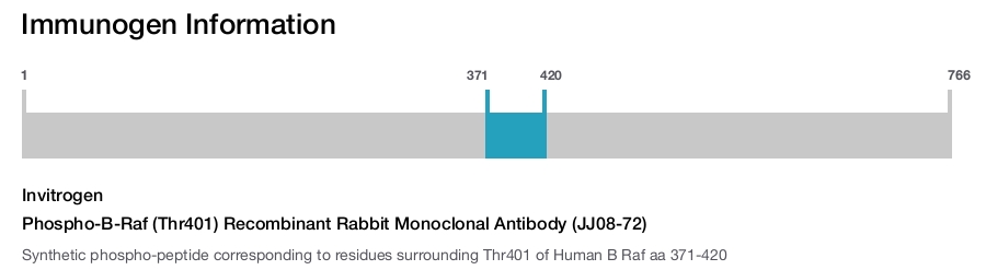 Phospho-B-Raf (Thr401) Recombinant Rabbit Monoclonal Antibody (JJ08-72)