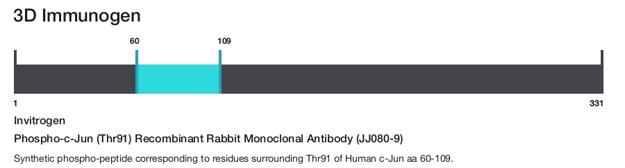 Phospho-c-Jun (Thr91) Recombinant Rabbit Monoclonal Antibody (JJ080-9)