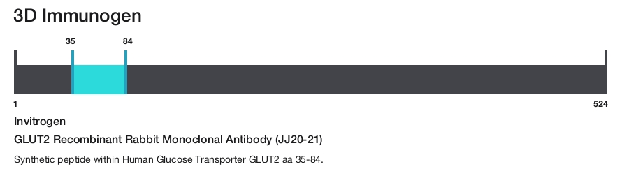 GLUT2 Recombinant Rabbit Monoclonal Antibody (JJ20-21)