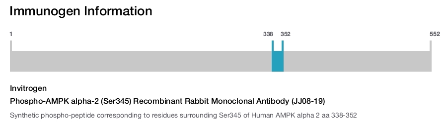 Phospho-AMPK alpha-2 (Ser345) Recombinant Rabbit Monoclonal Antibody (JJ08-19)