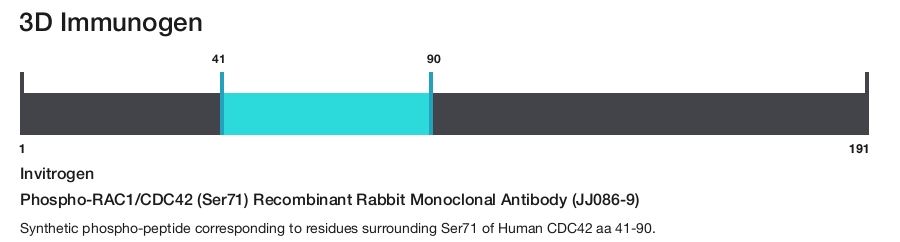 Phospho-RAC1/CDC42 (Ser71) Recombinant Rabbit Monoclonal Antibody (JJ086-9)