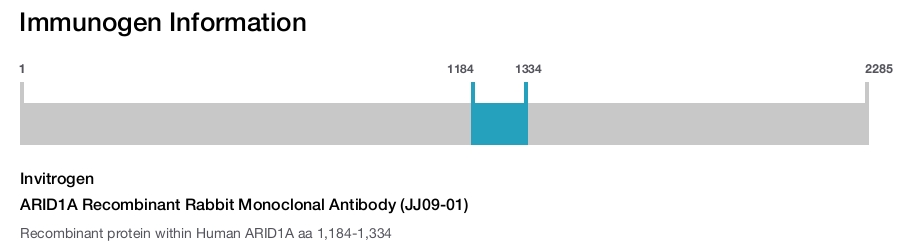ARID1A Recombinant Rabbit Monoclonal Antibody (JJ09-01)