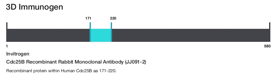 Cdc25B Recombinant Rabbit Monoclonal Antibody (JJ091-2)