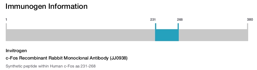 c-Fos Recombinant Rabbit Monoclonal Antibody (JJ0938)