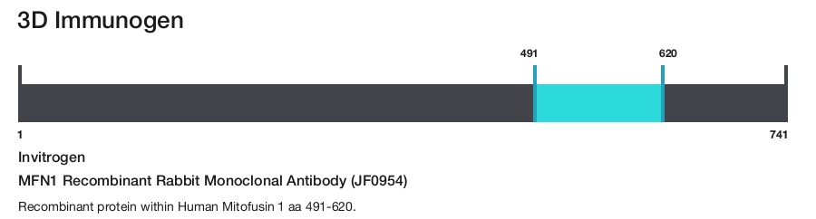 MFN1 Recombinant Rabbit Monoclonal Antibody (JF0954)
