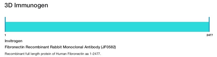 Fibronectin Recombinant Rabbit Monoclonal Antibody (JF0582)