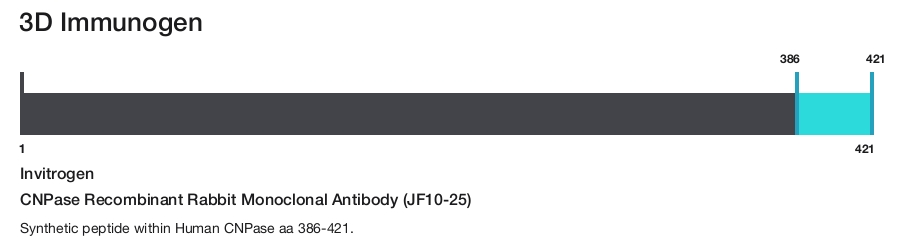 CNPase Recombinant Rabbit Monoclonal Antibody (JF10-25)
