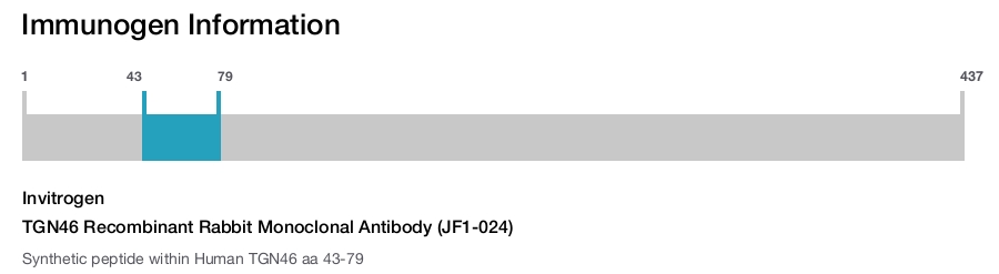 TGN46 Recombinant Rabbit Monoclonal Antibody (JF1-024)