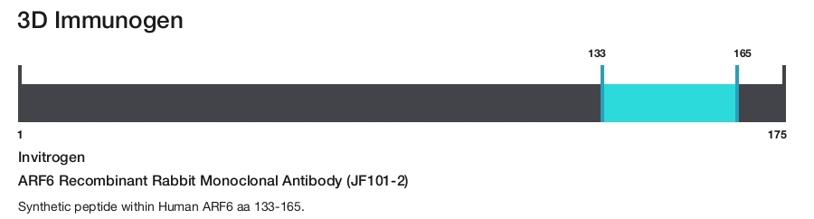 ARF6 Recombinant Rabbit Monoclonal Antibody (JF101-2)
