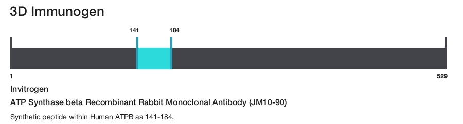 ATP Synthase beta Recombinant Rabbit Monoclonal Antibody (JM10-90)