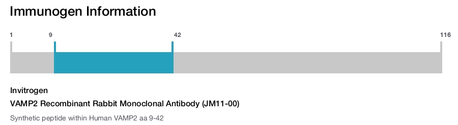 VAMP2 Recombinant Rabbit Monoclonal Antibody (JM11-00)