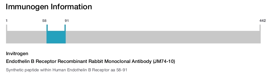Endothelin B Receptor Recombinant Rabbit Monoclonal Antibody (JM74-10)