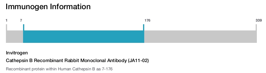 Cathepsin B Recombinant Rabbit Monoclonal Antibody (JA11-02)