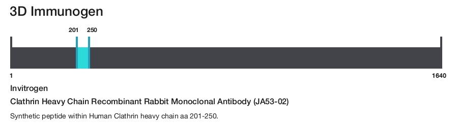 Clathrin Heavy Chain Recombinant Rabbit Monoclonal Antibody (JA53-02)