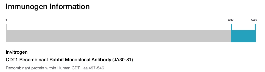 CDT1 Recombinant Rabbit Monoclonal Antibody (JA30-81)
