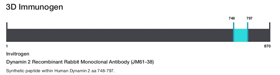 Dynamin 2 Recombinant Rabbit Monoclonal Antibody (JM61-38)