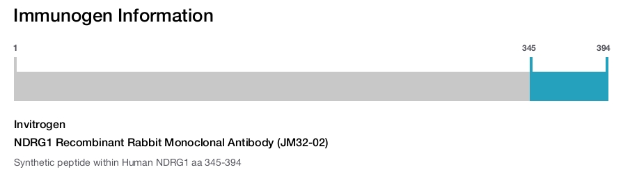 NDRG1 Recombinant Rabbit Monoclonal Antibody (JM32-02)