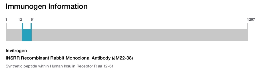INSRR Recombinant Rabbit Monoclonal Antibody (JM22-38)