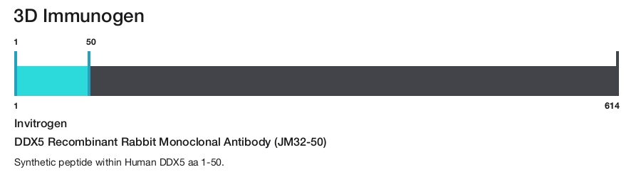 DDX5 Recombinant Rabbit Monoclonal Antibody (JM32-50)