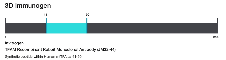 TFAM Recombinant Rabbit Monoclonal Antibody (JM32-44)