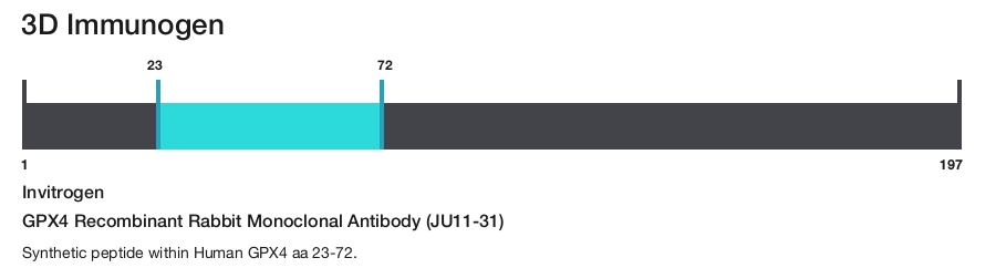 GPX4 Recombinant Rabbit Monoclonal Antibody (JU11-31)