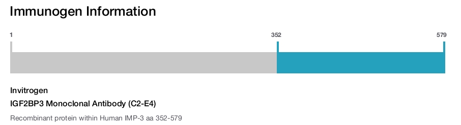 IGF2BP3 Monoclonal Antibody (C2-E4)