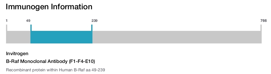 B-Raf Monoclonal Antibody (F1-F4-E10)