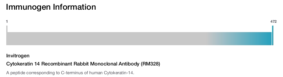 Cytokeratin 14 Recombinant Rabbit Monoclonal Antibody (RM328)