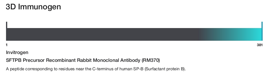 SFTPB Precursor Recombinant Rabbit Monoclonal Antibody (RM370)