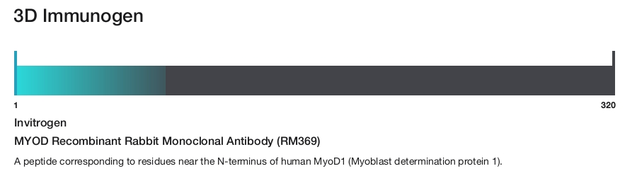 MYOD Recombinant Rabbit Monoclonal Antibody (RM369)