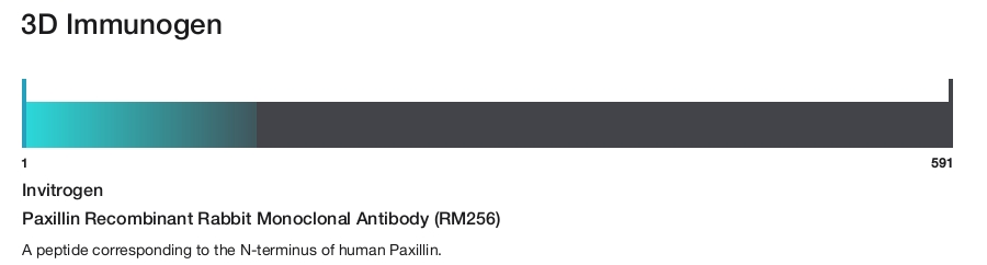 Paxillin Recombinant Rabbit Monoclonal Antibody (RM256)