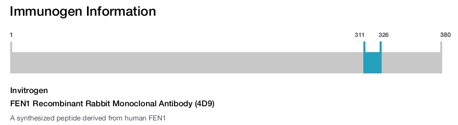 FEN1 Recombinant Rabbit Monoclonal Antibody (4D9)