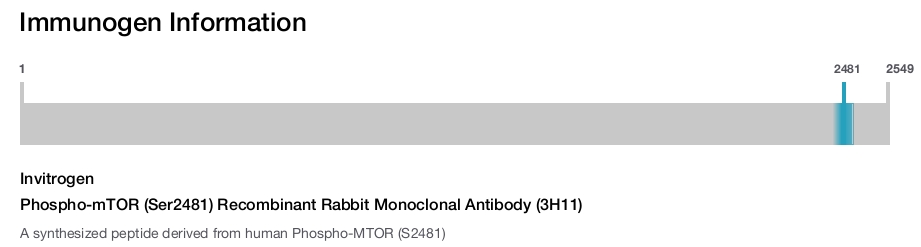 Phospho-mTOR (Ser2481) Recombinant Rabbit Monoclonal Antibody (3H11)
