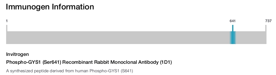 Phospho-GYS1 (Ser641) Recombinant Rabbit Monoclonal Antibody (1D1)
