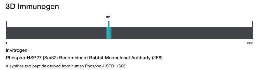 Phospho-HSP27 (Ser82) Recombinant Rabbit Monoclonal Antibody (2E8)