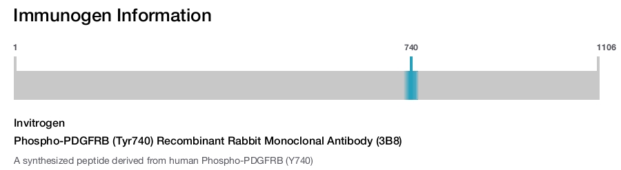 Phospho-PDGFRB (Tyr740) Recombinant Rabbit Monoclonal Antibody (3B8)