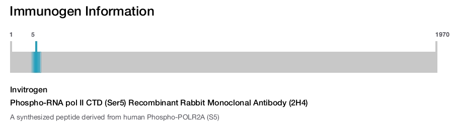Phospho-RNA pol II CTD (Ser5) Recombinant Rabbit Monoclonal Antibody (2H4)