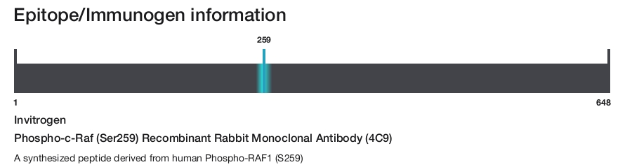 Phospho-c-Raf (Ser259) Recombinant Rabbit Monoclonal Antibody (4C9)