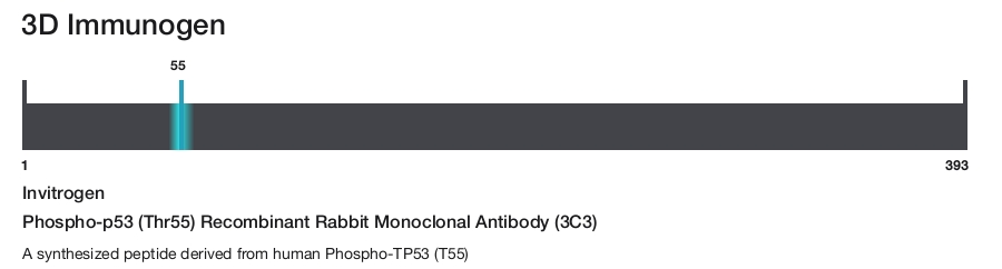Phospho-p53 (Thr55) Recombinant Rabbit Monoclonal Antibody (3C3)