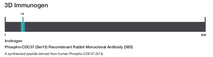 Phospho-CDC37 (Ser13) Recombinant Rabbit Monoclonal Antibody (3B3)