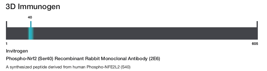Phospho-Nrf2 (Ser40) Recombinant Rabbit Monoclonal Antibody (2E6)